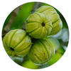 Garcinia Cambogia